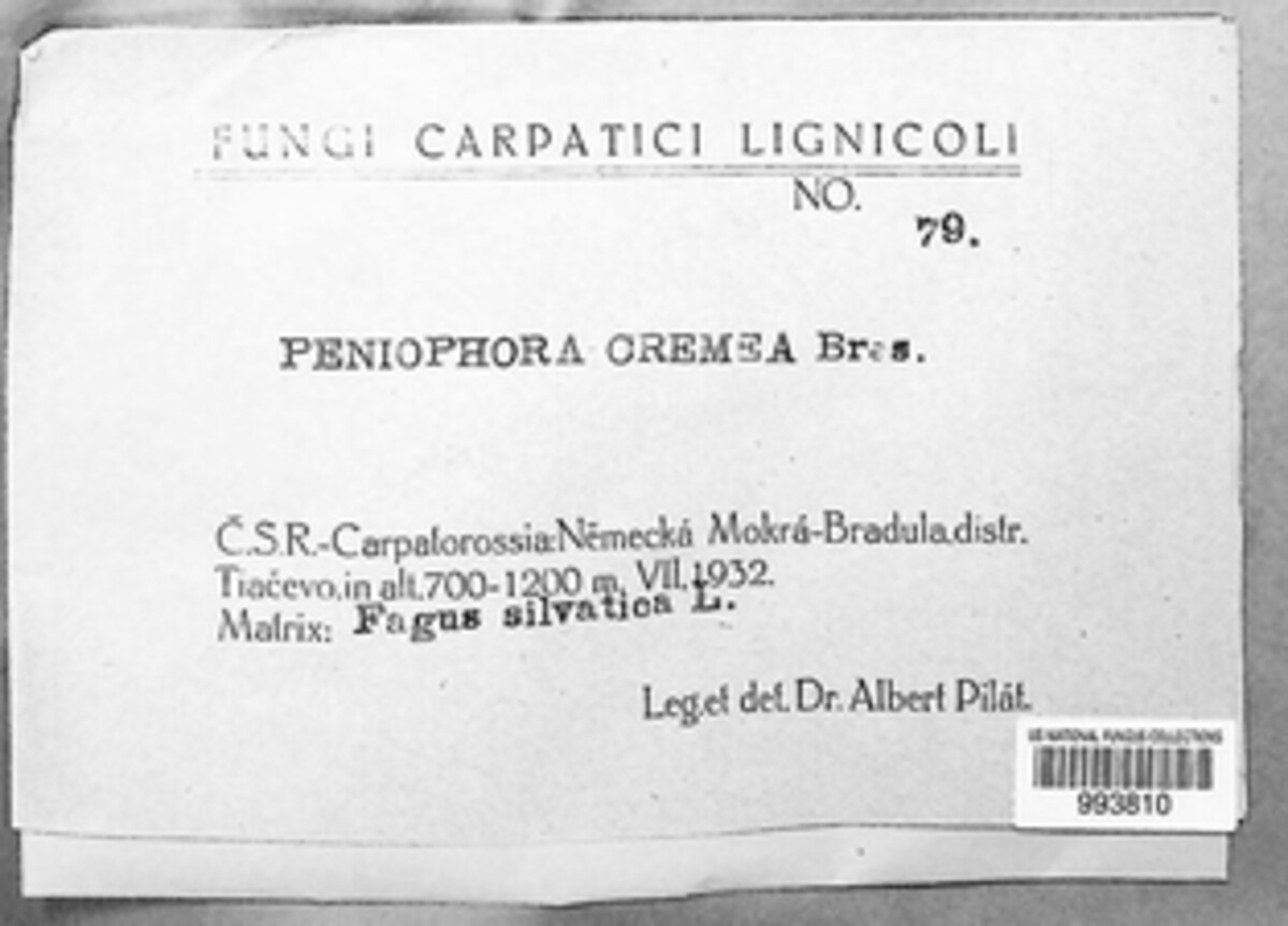 Phanerochaete sordida image